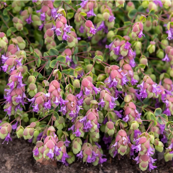 Lebiodka ozdobna ‘Amethyst Falls’ –